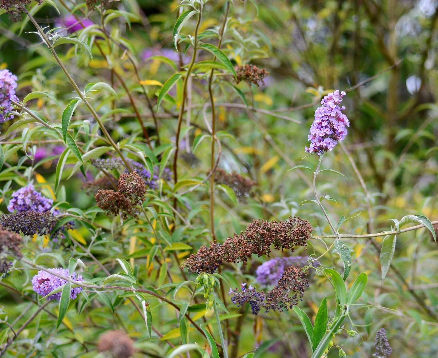 Изображение особи Buddleja davidii.