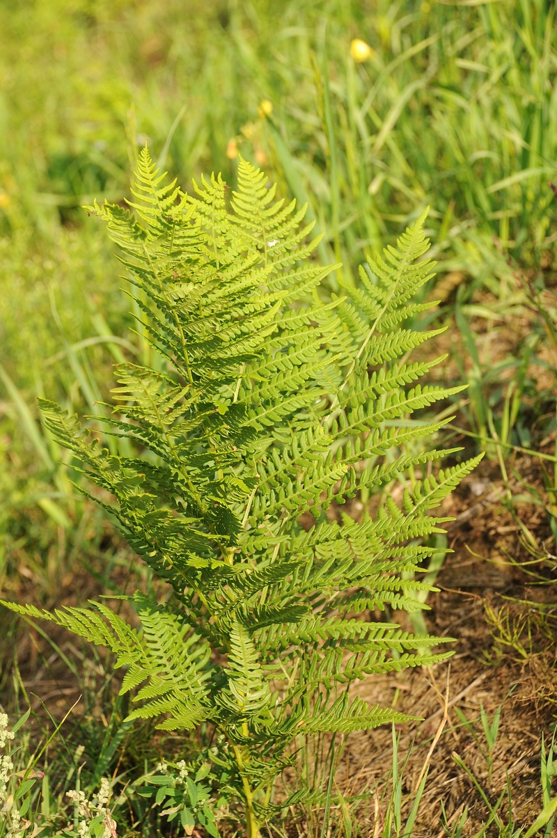 Изображение особи Pteridium pinetorum.