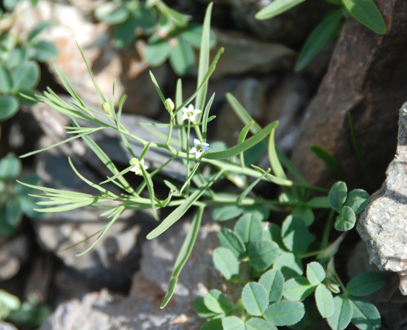 Изображение особи Thesium repens.