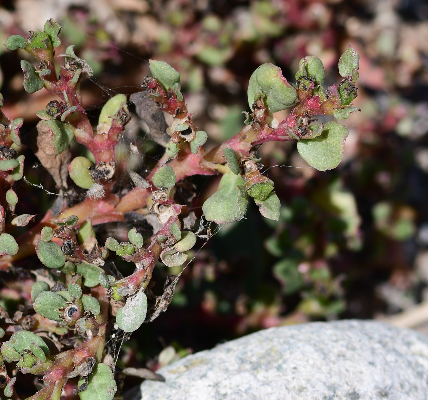 Image of Trianthema portulacastrum specimen.