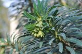 Euphorbia characias. Верхушка побега. Великобритания, Англия, парк \"Landscape Garden\", сад. 21.01.2019.