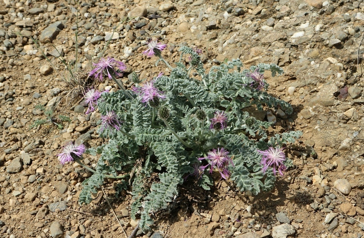 Image of Psephellus declinatus specimen.