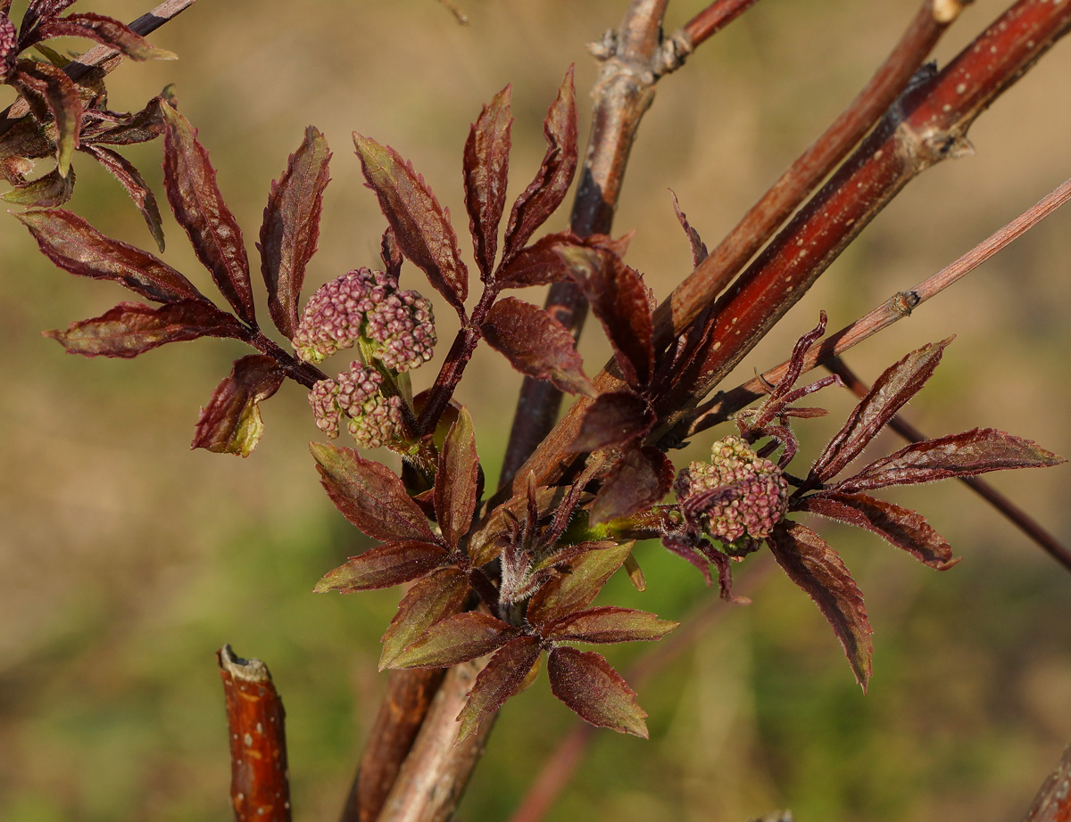 Изображение особи Sambucus racemosa.