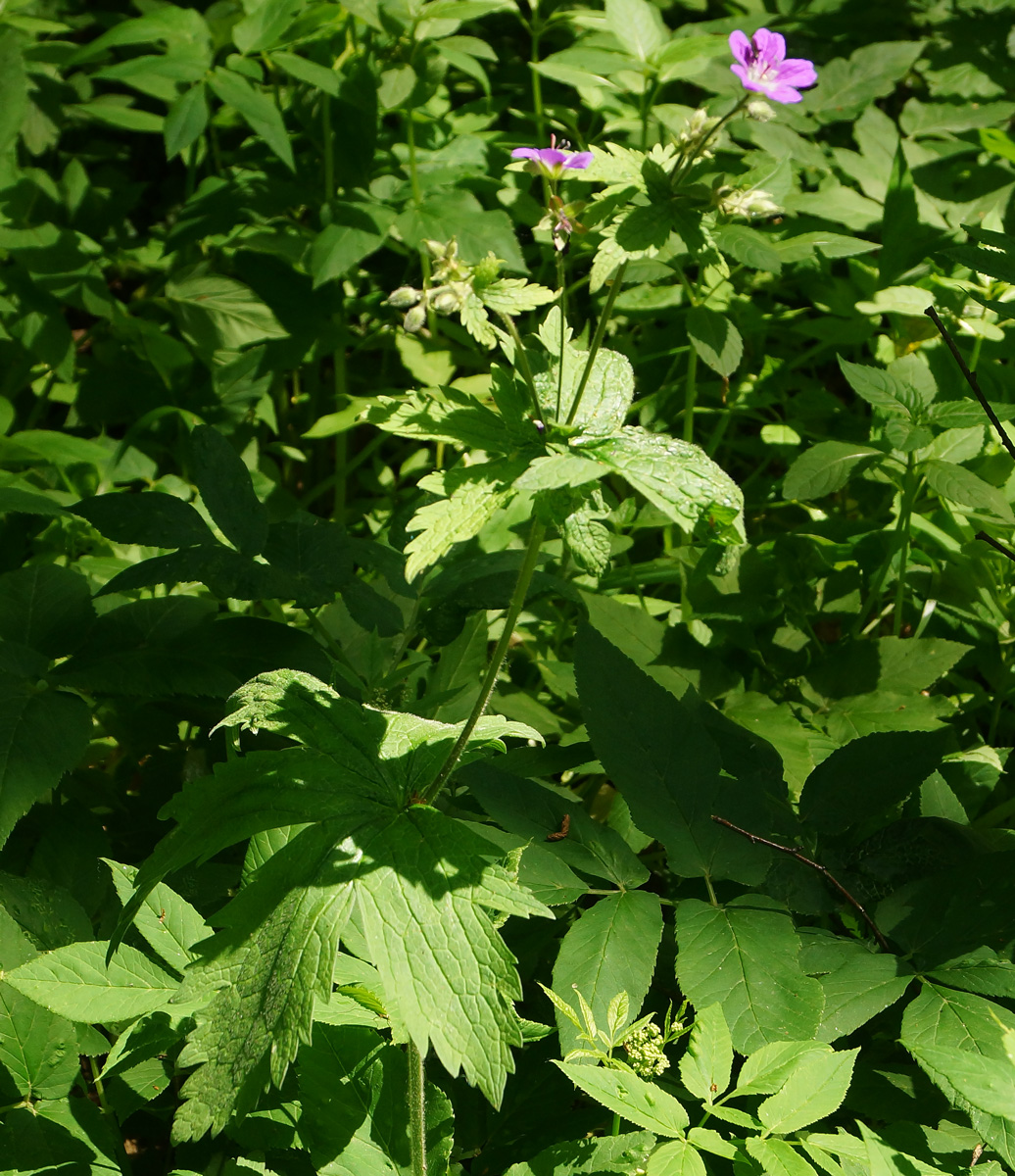 Изображение особи Geranium sylvaticum.