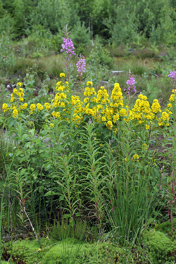 Изображение особи Lysimachia vulgaris.