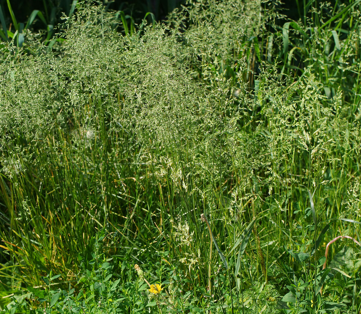 Image of Poa angustifolia specimen.