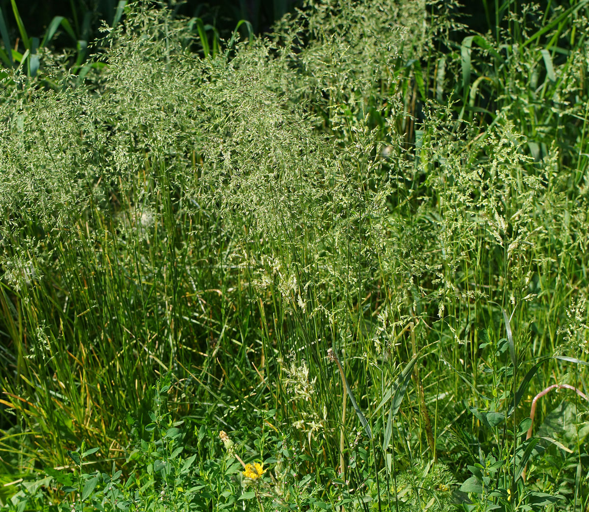 Изображение особи Poa angustifolia.