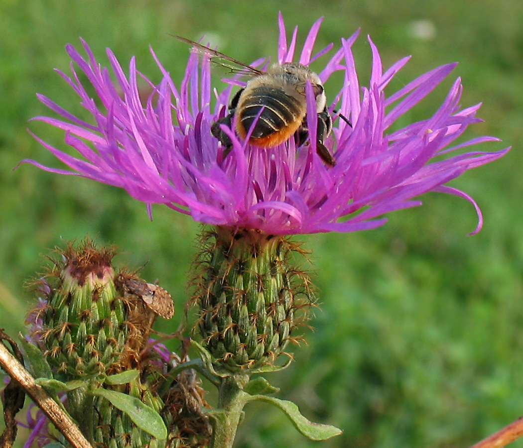 Изображение особи Centaurea pseudophrygia.