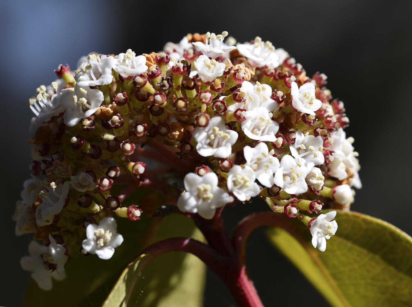 Image of Viburnum tinus specimen.