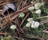 Cladonia fimbriata. Подеции. Владимирская обл., Судогодский р-н, окр. дер. Митино. 15.06.2019.