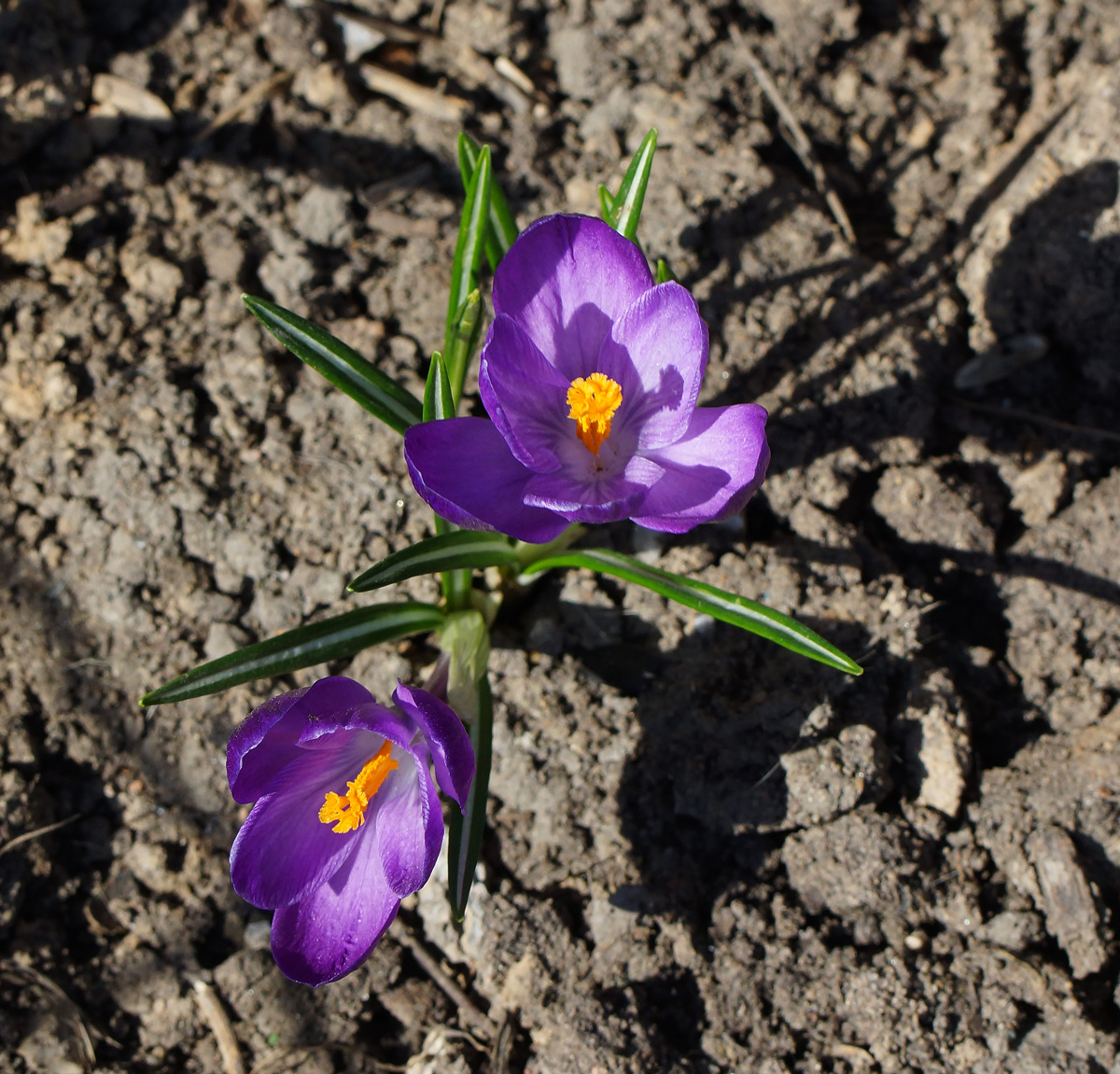 Image of Crocus vernus specimen.