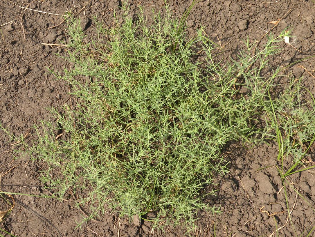 Image of genus Gypsophila specimen.
