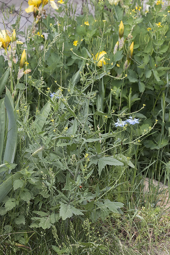 Image of Sisymbrium officinale specimen.