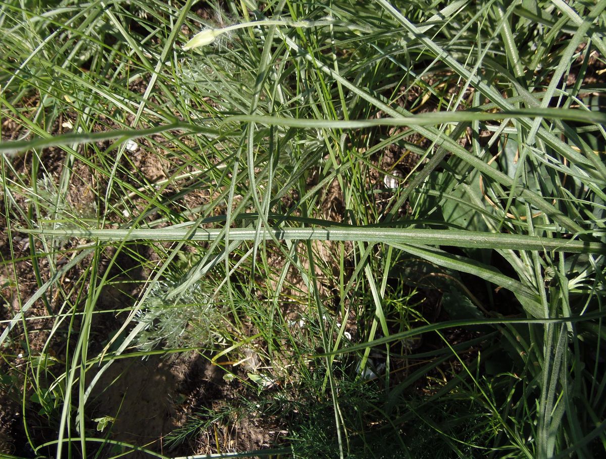 Image of Scorzonera stricta specimen.