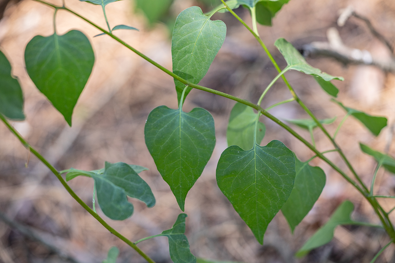 Image of Solanum dulcamara specimen.