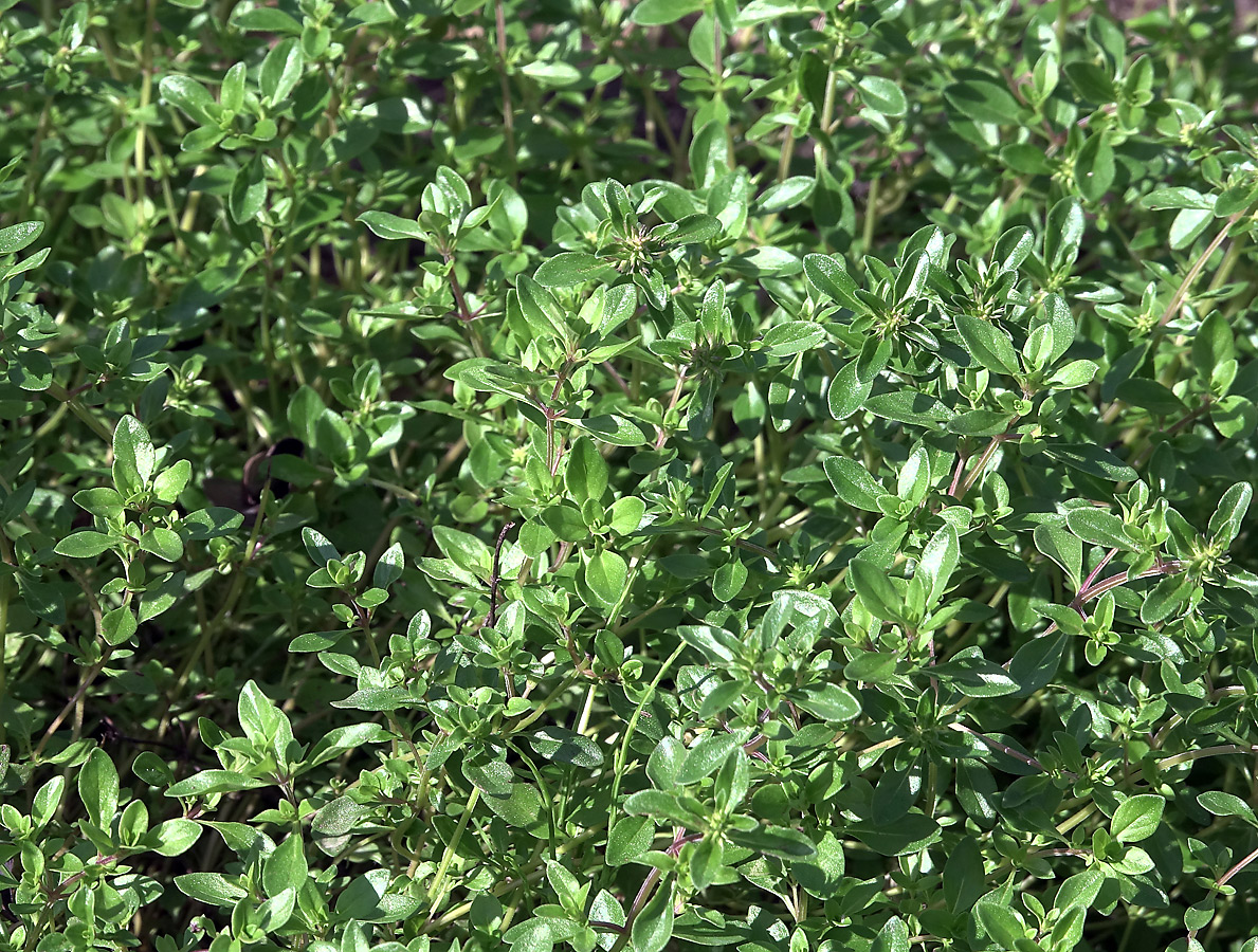 Image of Thymus ovatus specimen.