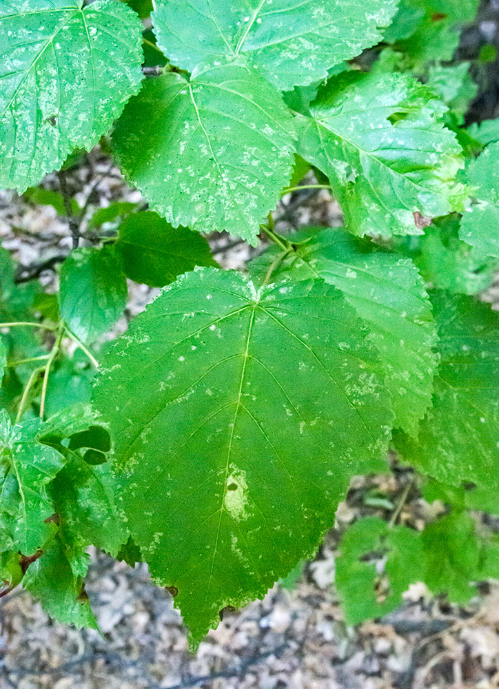 Image of Acer tataricum specimen.