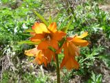 Fritillaria eduardii