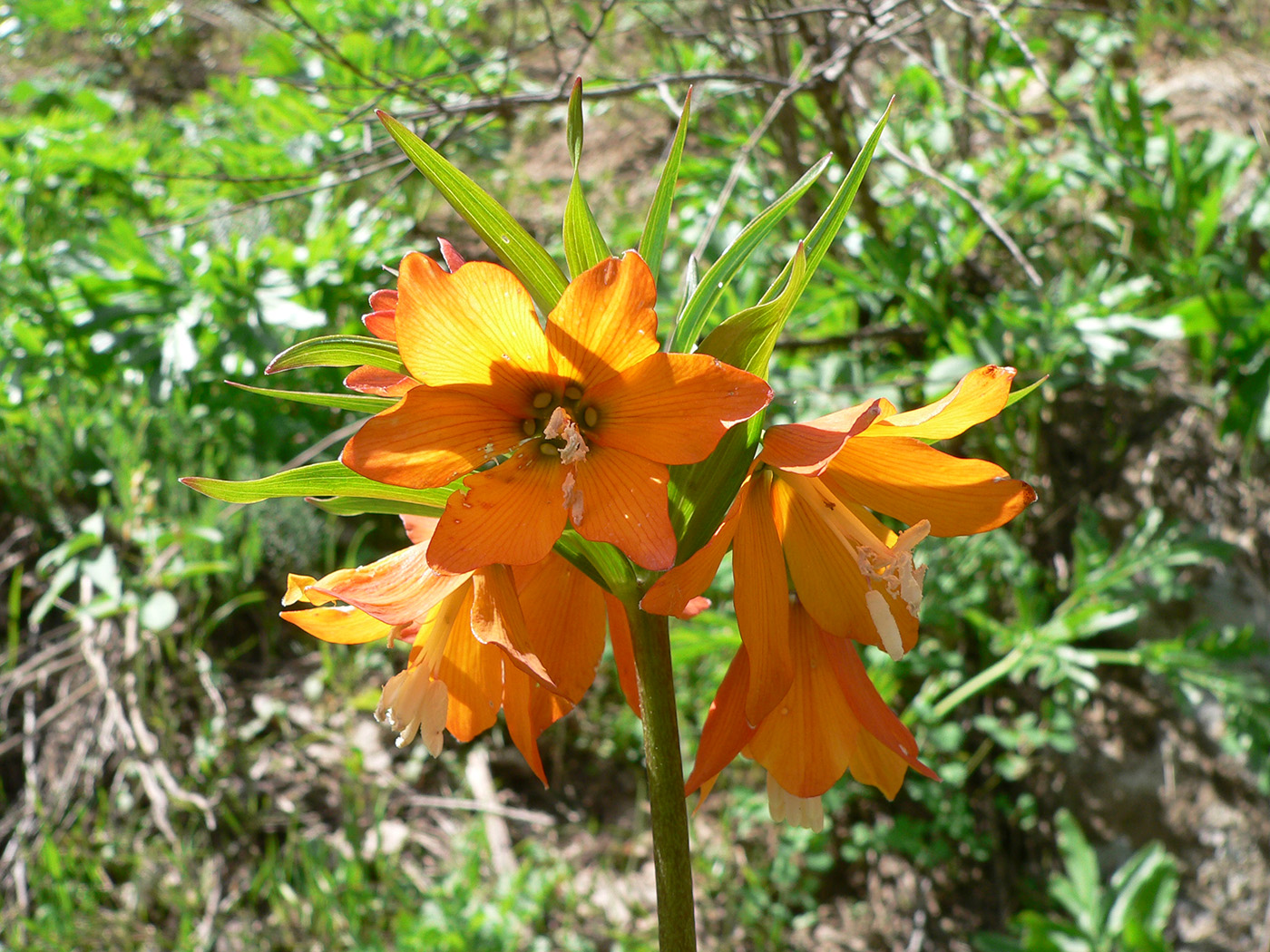 Изображение особи Fritillaria eduardii.