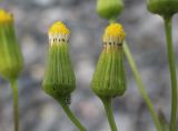 Senecio dubitabilis
