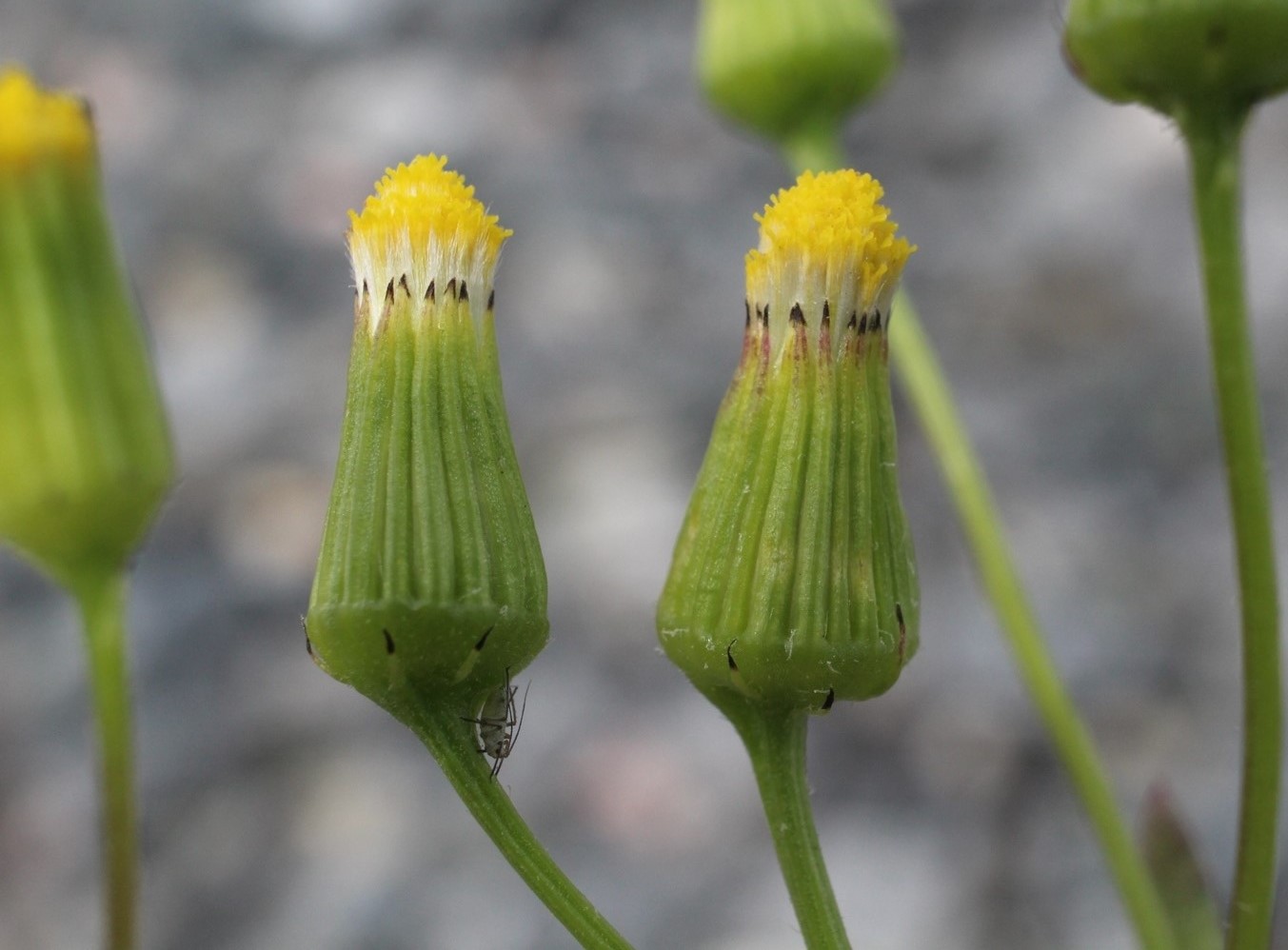 Изображение особи Senecio dubitabilis.