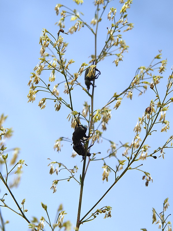 Image of Thalictrum minus specimen.