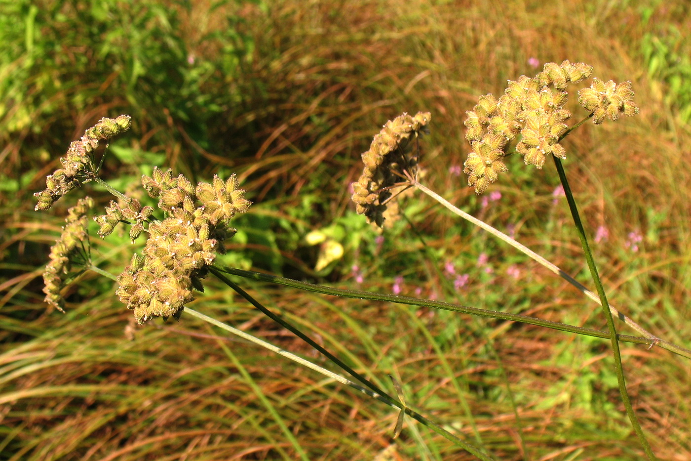 Image of Torilis japonica specimen.