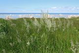 Calamagrostis groenlandica