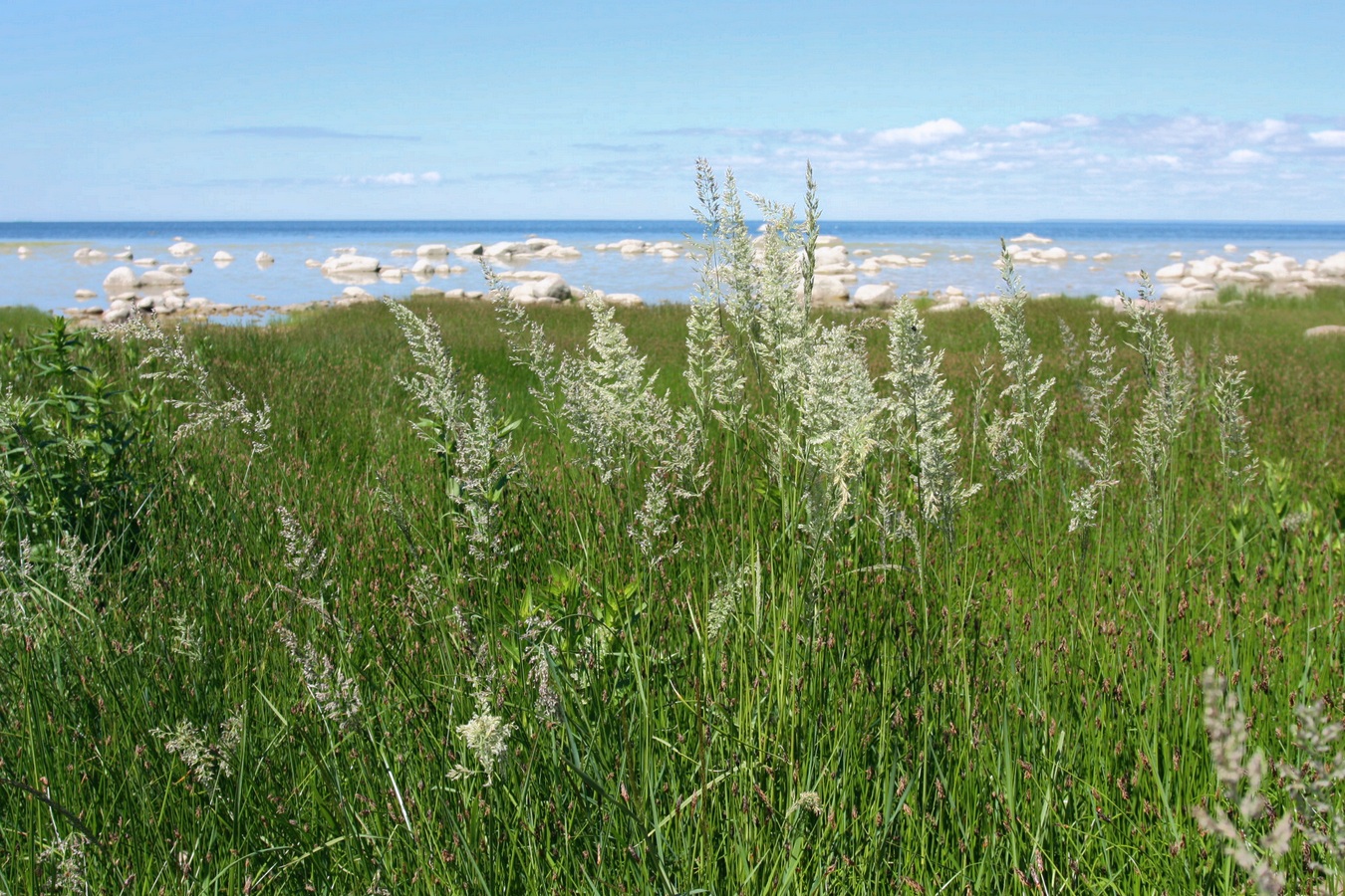 Изображение особи Calamagrostis groenlandica.