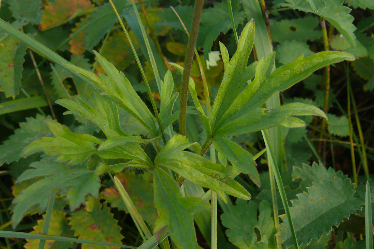 Image of Anemone sylvestris specimen.