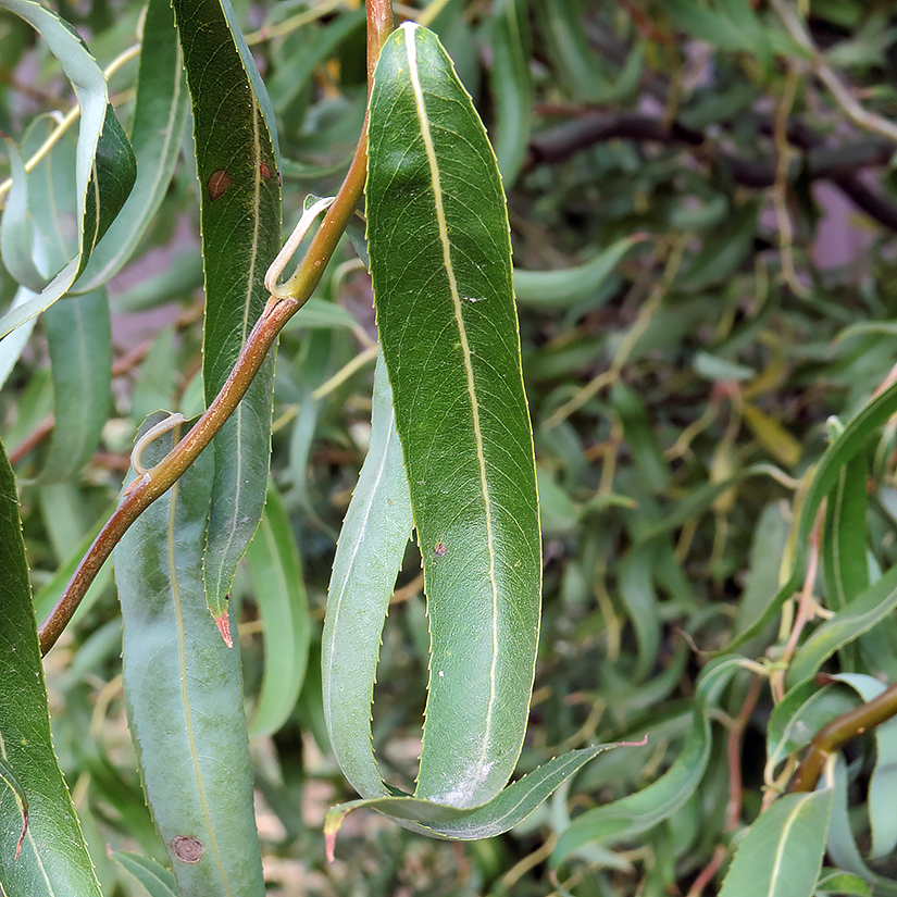 Image of Salix matsudana specimen.