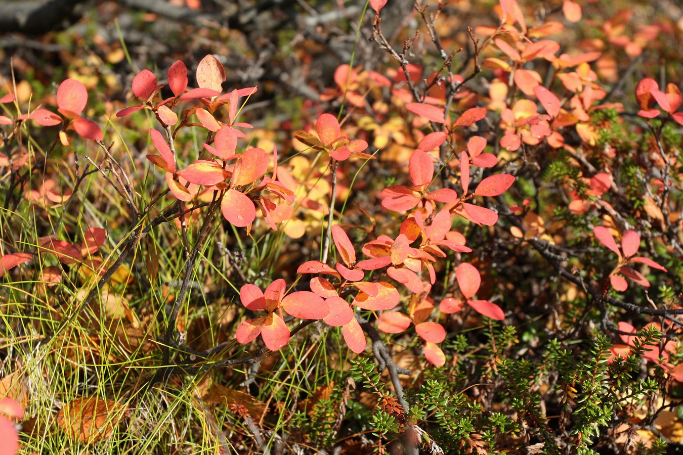Image of Vaccinium uliginosum ssp. microphyllum specimen.