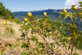 Rosa canina. Ветви с незрелыми плодами. Южный Берег Крыма, сев.-вост. склон горы Аю-Даг, задернованная скала. 06.08.2019.