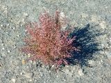 Salicornia perennans