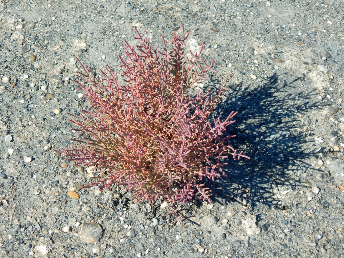 Изображение особи Salicornia perennans.