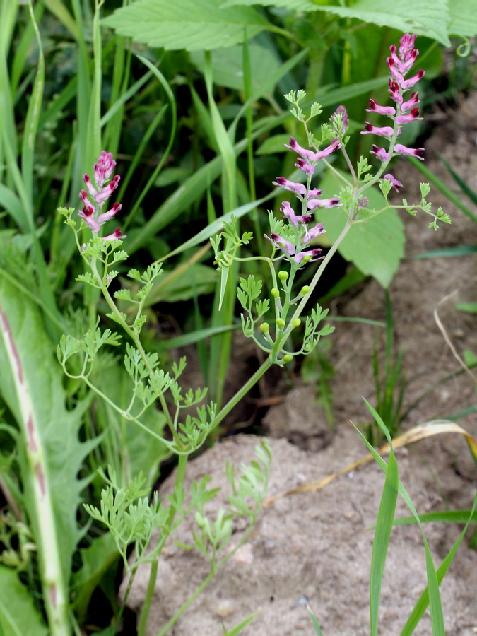 Image of Fumaria officinalis specimen.