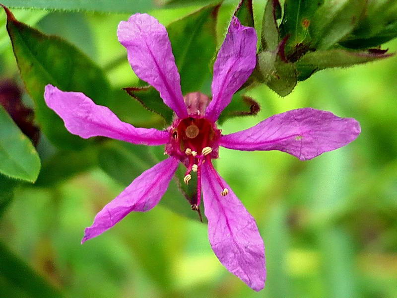 Image of Lythrum salicaria specimen.