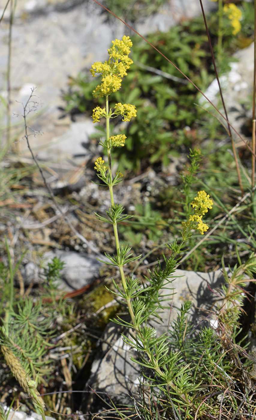 Image of Galium verum specimen.