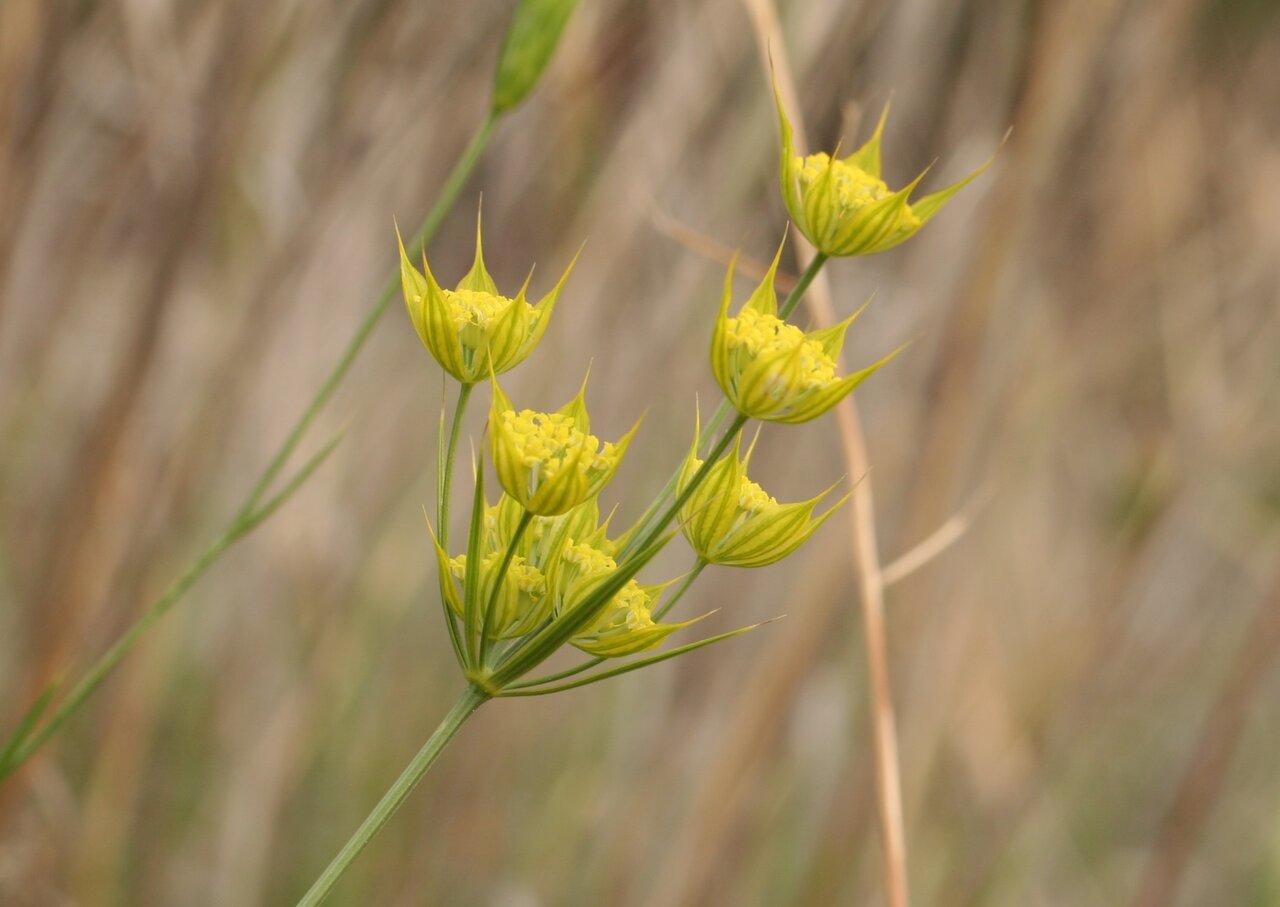 Изображение особи Bupleurum apiculatum.