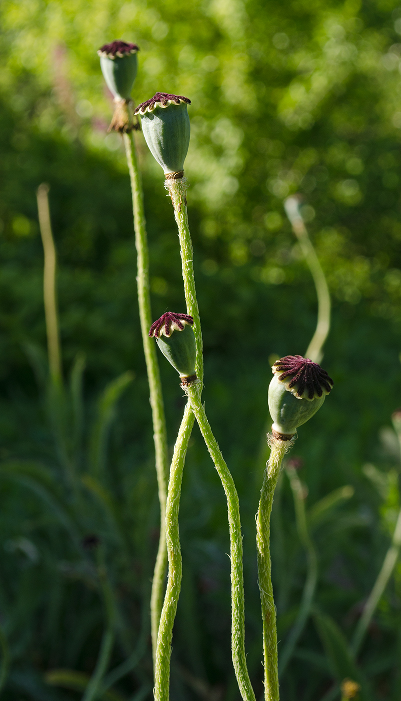 Image of Papaver orientale specimen.