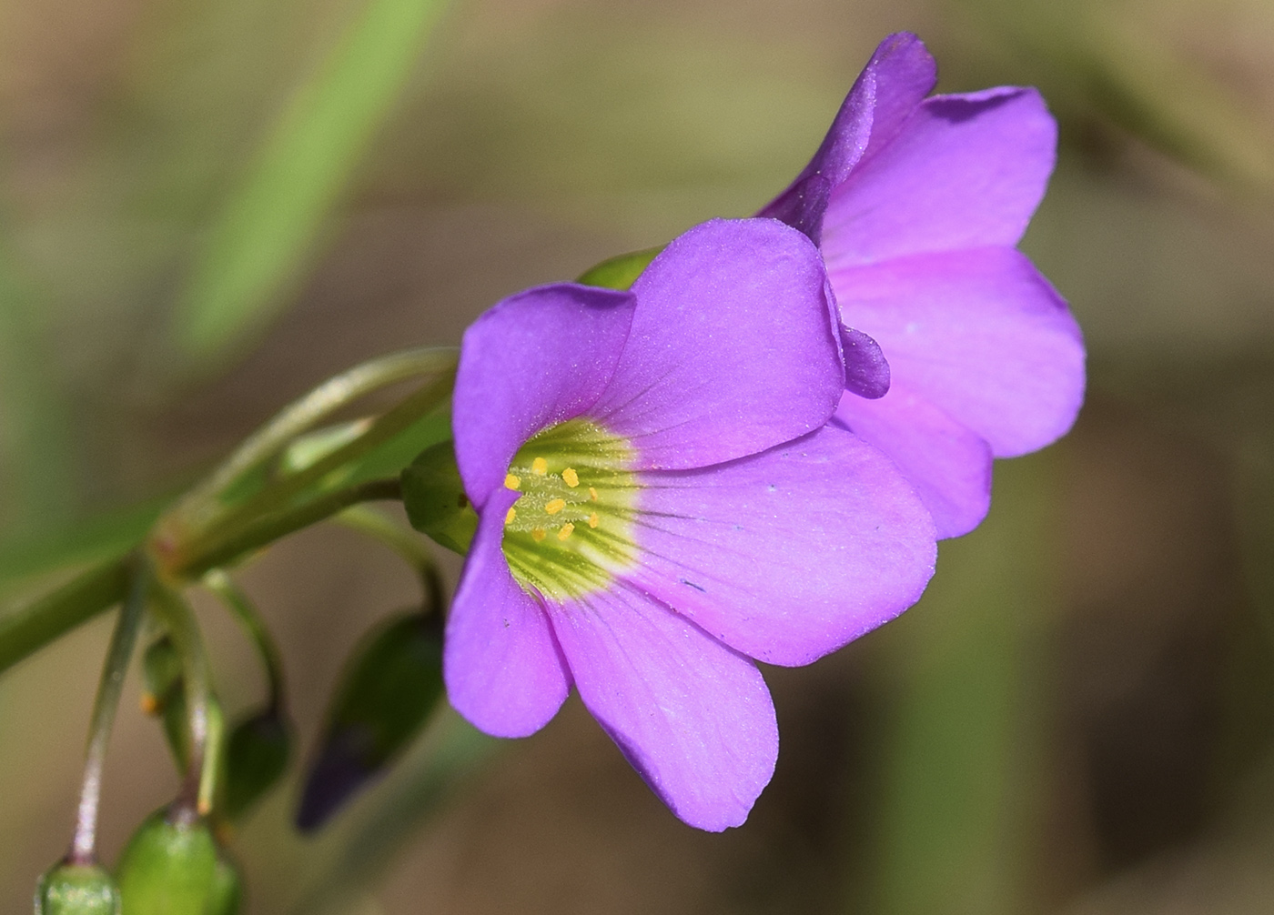 Image of Oxalis latifolia specimen.