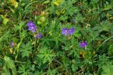 Geranium pratense. Цветущее растение. Московская обл., гор. округ Мытищи, окр. дер. Сорокино, опушка смешанного леса. 29.06.2020.