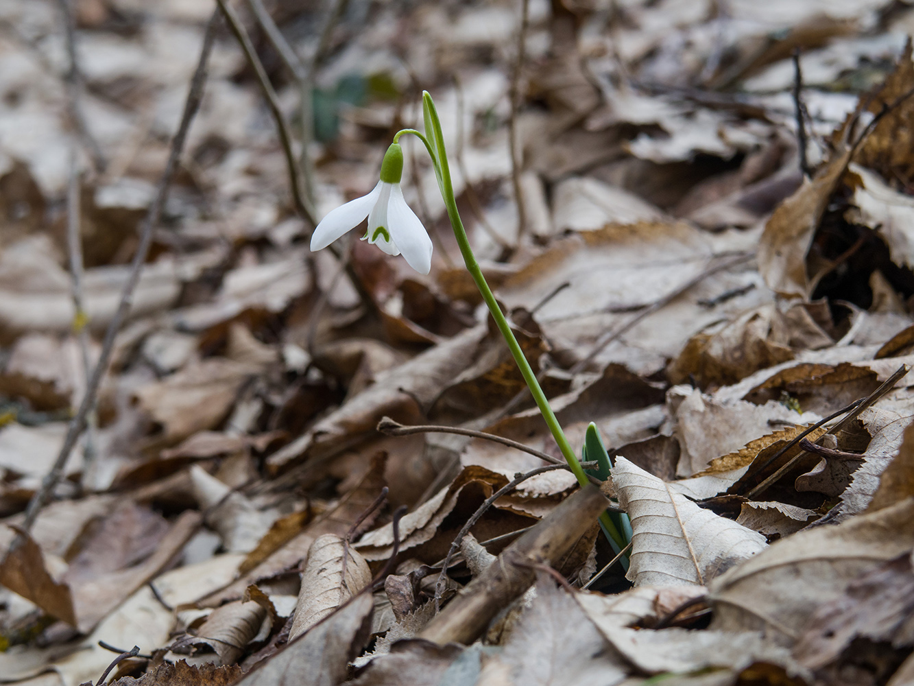 Image of Galanthus alpinus specimen.