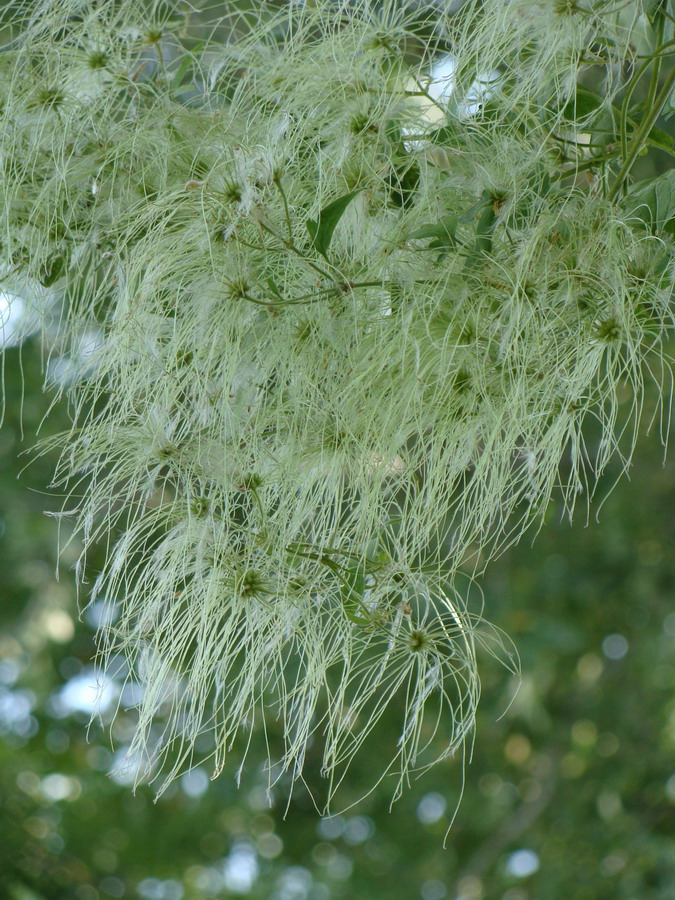 Image of Clematis orientalis specimen.