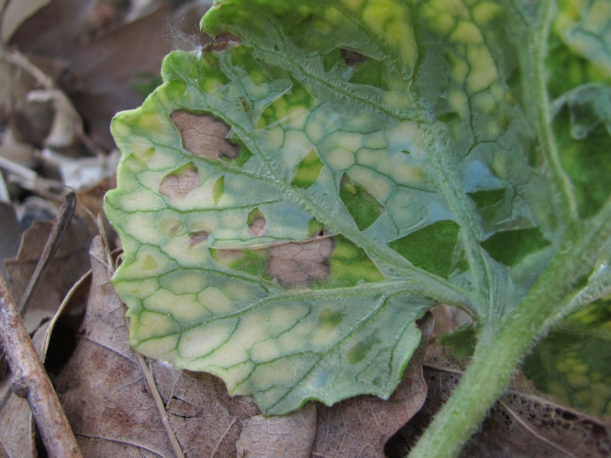 Image of Petasites hybridus specimen.