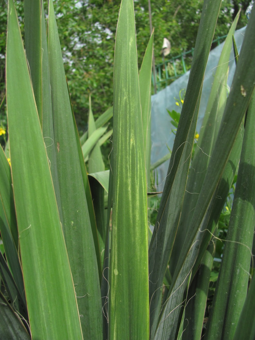 Изображение особи Yucca filamentosa.