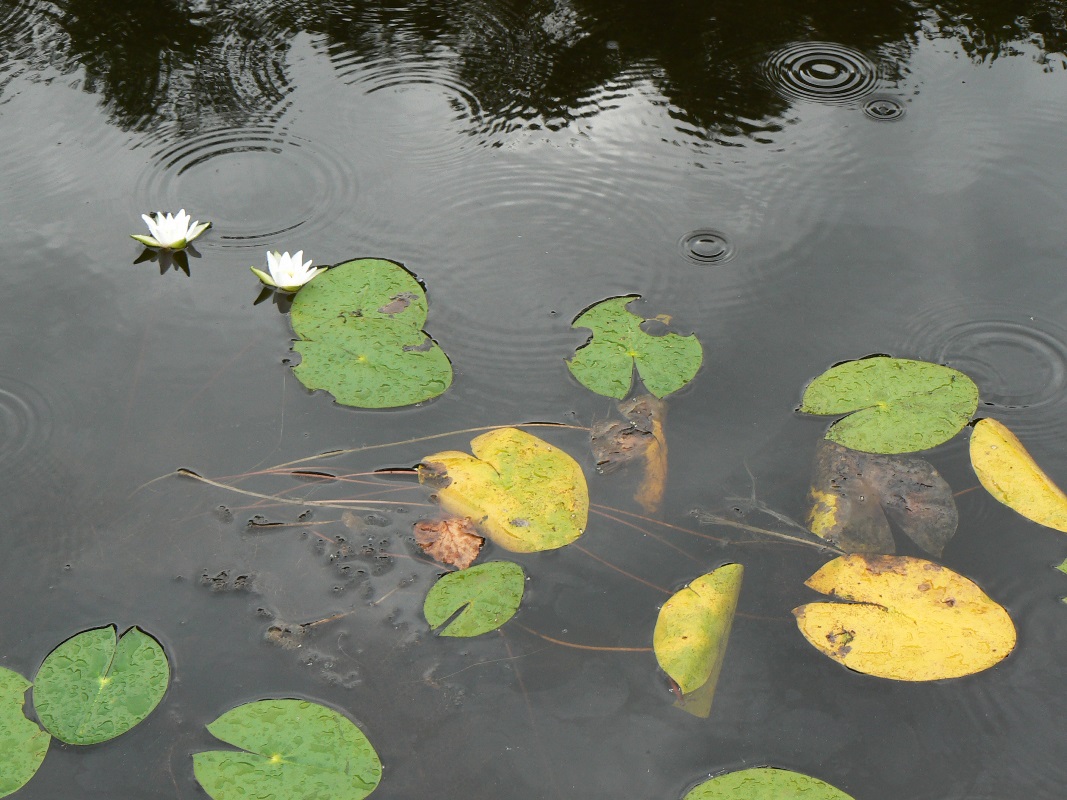 Изображение особи Nymphaea tetragona.