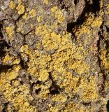 Xanthoria parietina