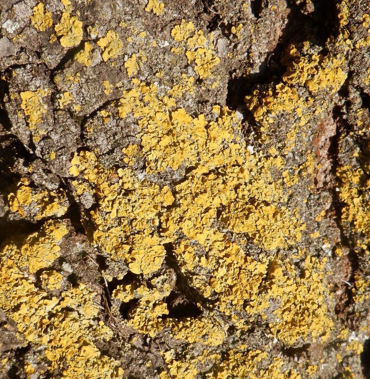 Изображение особи Xanthoria parietina.