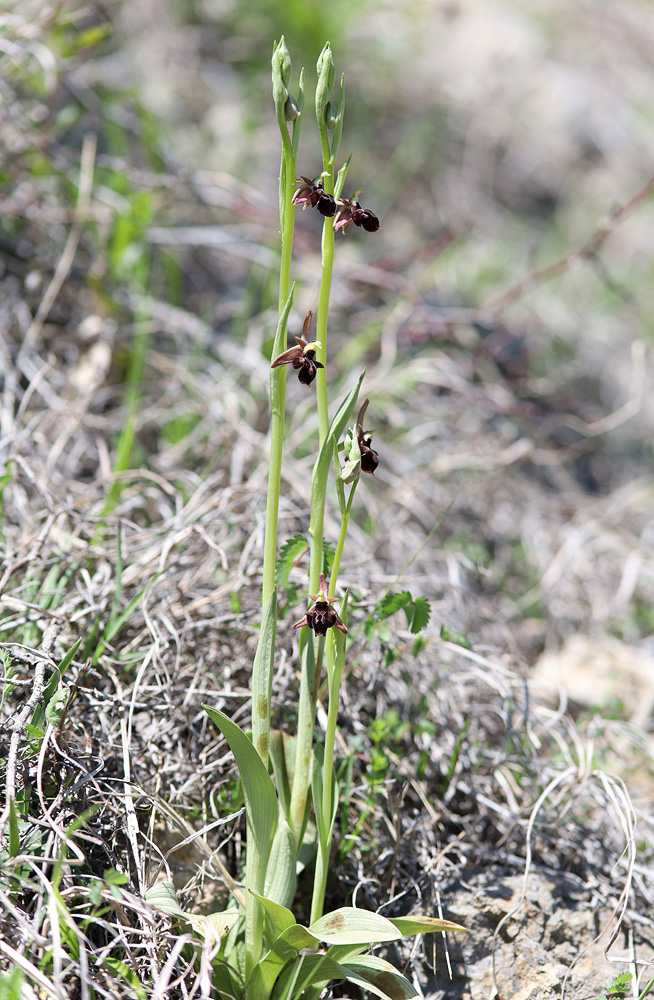 Изображение особи Ophrys &times; aghemanii.